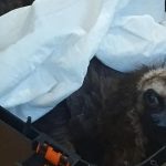 Φωτογραφία από Ελληνική Ορνιθολογική Εταιρεία