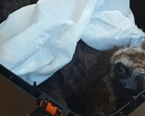 Φωτογραφία από Ελληνική Ορνιθολογική Εταιρεία