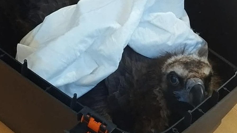 Φωτογραφία από Ελληνική Ορνιθολογική Εταιρεία